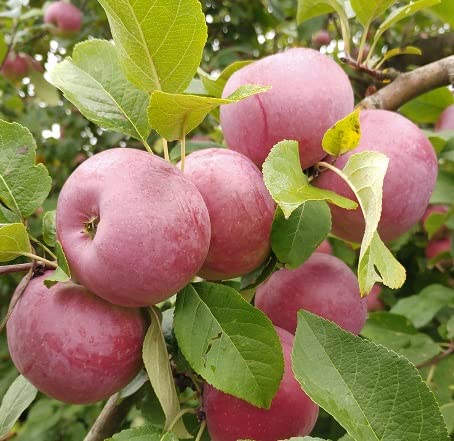 Apfelbaum `Florina´, Niedrigstamm (kleinbleibend), 120-140cm im 10 Liter-Topf
