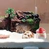 4 Pack Jumping Spider Mini Mushroom Decor Hermit Crab Cute Hide Decor for Hermit Crab Spider Snail Ant Millipede Tiny Bugs