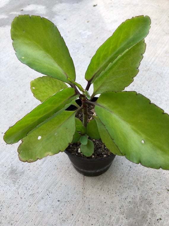 Zomoloco_Bryophyllum Pinnatum/Patharchatta Plant-Bryophyllum pinnatum ...