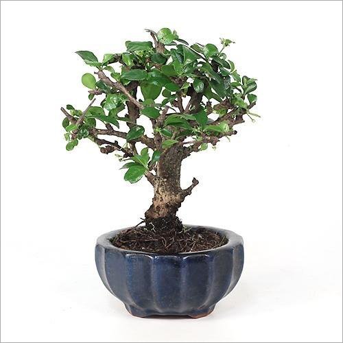 Essential Oil: Tangerine Oil, 1 L