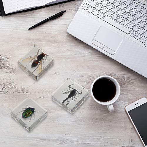 NUOBESTY Conjunto de EspÃ©cimes de Inseto de 4 PeÃ§as EspÃ©cime de Coleta de Forro de EscorpiÃ£o de