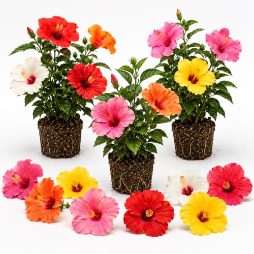 3 Mixed Hardy Hibiscus Plants Live Well Rooted Hibiscus Flower 4-7 Tall Flowering Shrub for Garden or Containers Planting