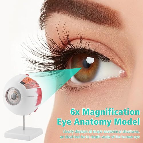 Gevvnss Augenanatomie-Modell, 6-fach vergrößertes Augapfel-Modell, menschliches Auge-Modell mit abnehmbarer Basis, für Anatomiestudium, Unterricht