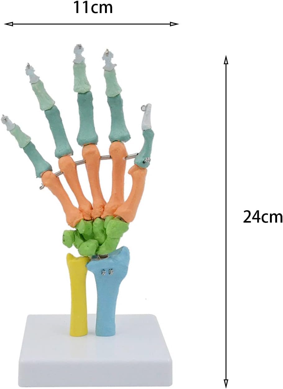 Modelo de Esqueleto anatómico de Mano, anatomía Humana Coloreada con Base para Estudio, exhibición, enseñanza, Modelo anatómico.