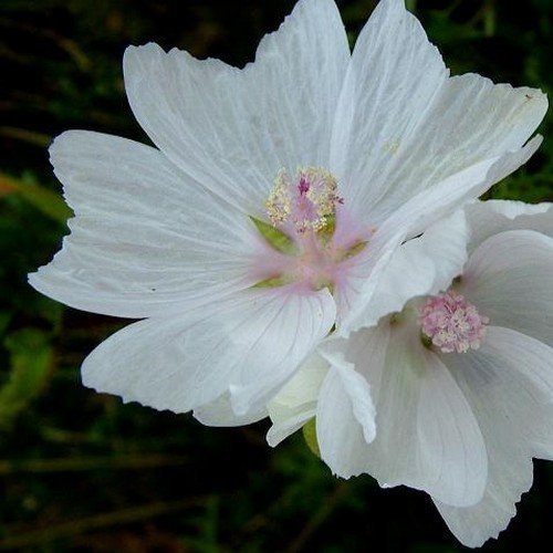100 semi - Semi Malvone Moschata Bianco Fiore (Malva moschata)