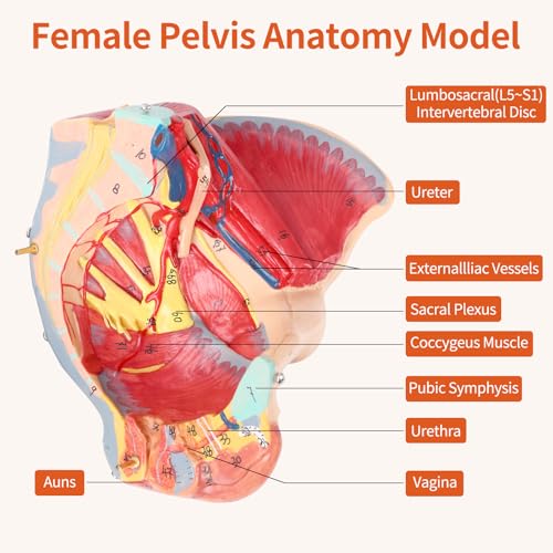 Image of SFXYJ Human Female Pelvis Anatomy Model,Life Size 4 Parts Removable Organs with Instruction Manual,Pelvic Floor Muscles, Perineum,Vessels Nerves & Reproductive System,for Medical Education Study