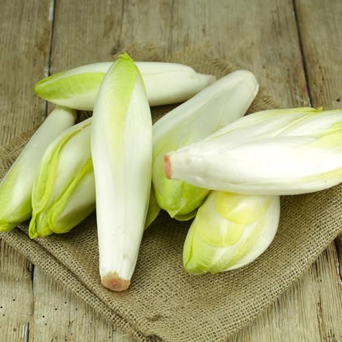 semi di cicoria rustica - radicchio biologico, varietà antiche freschi di radicchio di cicoria, invernali, rustiche 400pcs