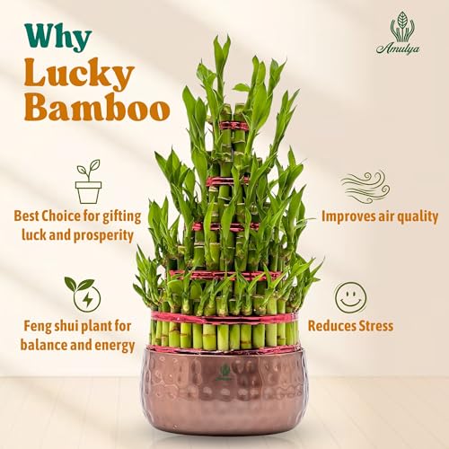 Image of Amulya Farms Live Lucky Bamboo 5 layer plant in Copper Pot | Bamboo Plants for home decoration | Indoor Plants for Home | Ideal for Living room, Balcony, Office desk & Kitchen | Lucky Vastu Plant |
