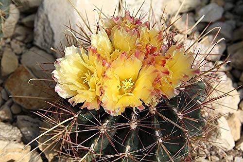 Amazon.co.jp: 【種子】Ferocactus Hamatacanthus フェロカクタス