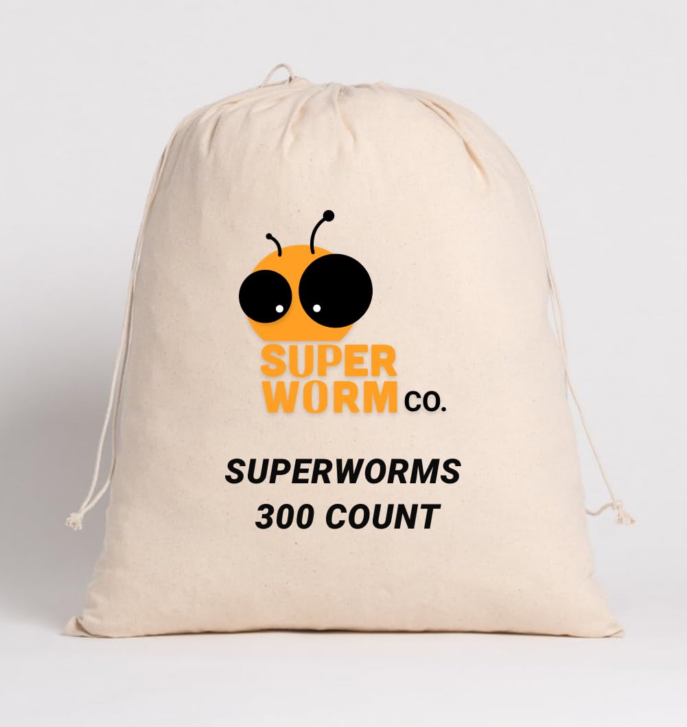 SUPERWORM CO Superworms - 300 Large Superworms - Bulk Wholesale