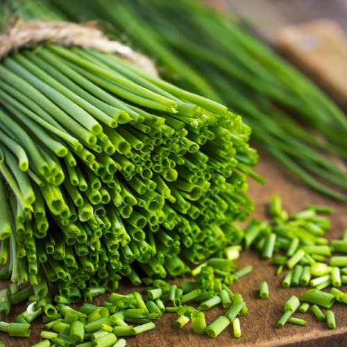 Chuxay Garden Chinese Chives-Garlic Chives,Allium Schoenoprasum 500 Seeds Seasoning Seeds Easy Grow #TOP3