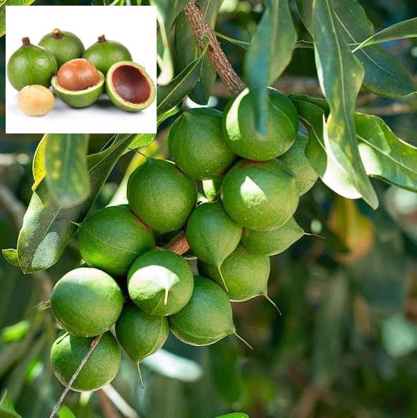 Live Macadamia Tree – Grow Your Own Fresh & Natural Macadamia Nuts (Pack of 1)-picture-19