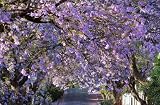 25PCS Blue Jacaranda Mimosifolia Seeds Fast Growing Perennial Flowering Tree Seeds