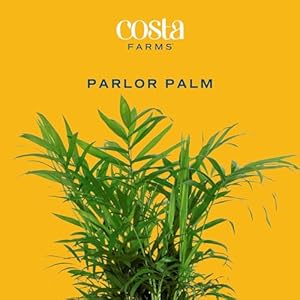 Costa Farms Parlor Palm, Neanthebella, Easy to Grow Houseplant Potted in Décor Plant Pot, Everyday Gift for Mom, For Wife, From Daughter, Son, Room or Home Decor, 1 Foot Tall Costa Farms Parlor Palm Neanthebella Easy to Grow Houseplant Potted in Decor Plant Pot Everyday Gift for Mom For Wife From Daughter Son Room or Home Decor 1 Foot Tall