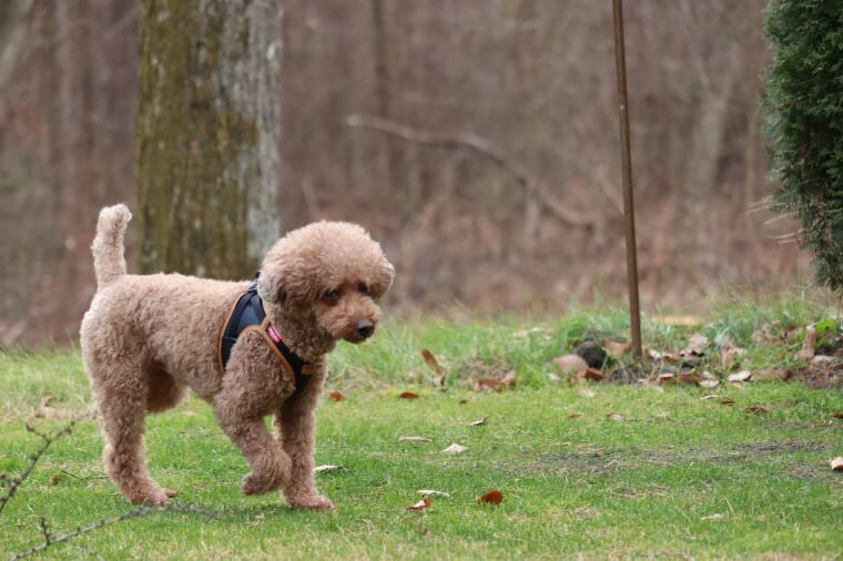 Curli Apple Hundegeschirr aus Leder, Schwarz/XXS