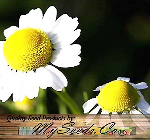 (1,500) German Chamomile Herb Seeds - Matricaria chamomilla