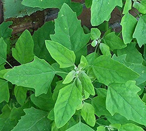 Image of Flare Seeds Bathua Saag Vegetable Seeds Pack Of 290 Seeds