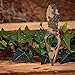 MTech USA – Fixed Blade Knife – Neck Knife – Green Camo Coated Blade and Handle, Full Tang, Nylon Fiber Sheath w/ Pocket Clip/ Chain - Hunting, Camping, Survival, Tactical, EDC – MT-588DG