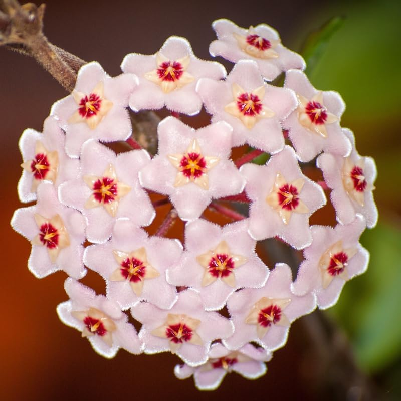 Carnosa Hoya Plant Live 5 Inches Tall, Hoya Carnosa Krimson Queen Variegated Hoya Vine, Hoya Plants Live Houseplants