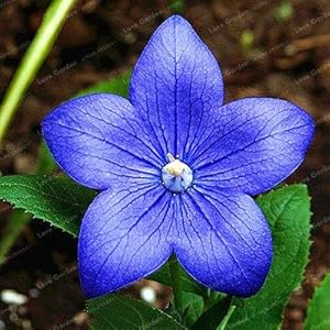 . Blue Balloon Flower Bonsai Platycodon Grandiflorus perenne Bonsai bonsai del fiore di piante di giardino domestiche 100 pc/Bag: Rosso: Only Seeds