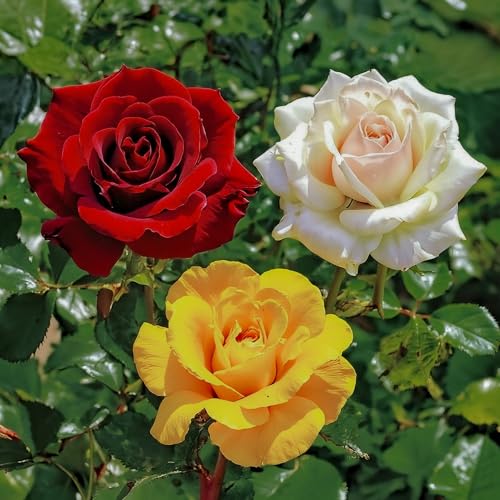 Colección de Rosas - Mezcla de 3 Plantas a Raíz Desnuda (amarilla/roja/blanca) - Resistente, Perenne, Calidad Neerlandesa para Jardín y Borduras
