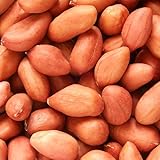 120 Seed Peanut Seeds Non-GMO Fresh Garden Seeds Virginia Jumbo Fresh