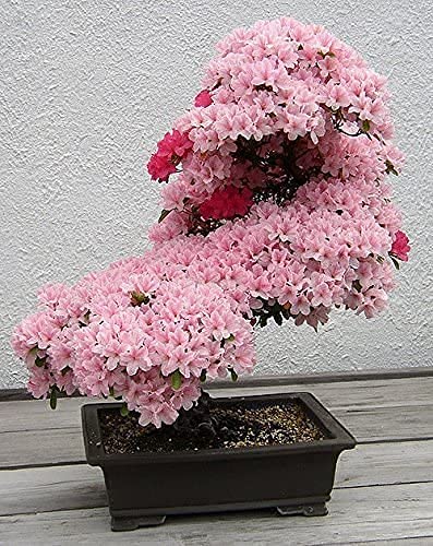 Bonsai Tree Japanese Sakura Seeds. Rare Japanese Cherry Blossoms Flowers Seeds in Bonsai,Pink Prunus Serrulata 100 Seeds/Pack