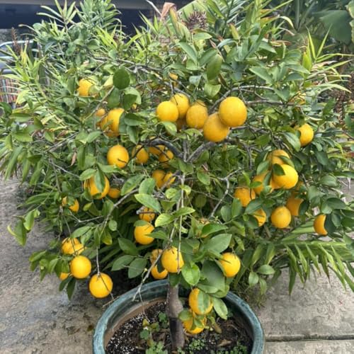 Ready to Bear Fruit Meyer Lemon Tree Bush Live Plant, 12 to 18 Inches Tall, Live High Yield Dwarf Meyer Lemon Tree, Indoor Outdoor Citrus, Very Fragrant Ready to Bear Fruit Meyer Lemon Tree Bush Live Plant, 12 to 18 Inches Tall, Live High Yield Dwarf Meyer Lemon Tree, Indoor Outdoor Citrus, Very Fragrant