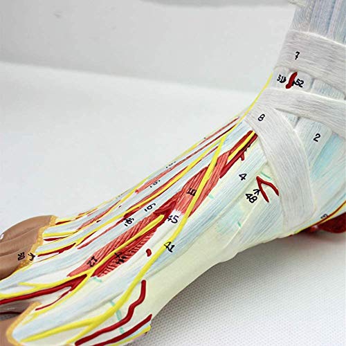 Modèle de ligament du pied pour assimiler la complexité neurovasculaire - 4