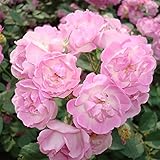 Generic Semillas de Rosa Multiflora, 100 Unids/bolsa Semillas de Rosa Multiflora Semillas de flores florecientes de uso múltiple viables para cercas Rosado Semillas de rosa multiflora