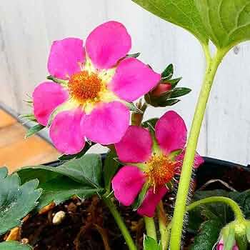 Amazon.co.jp: イチゴ 紅香 テラスベリー 濃いピンク花 苺 3号