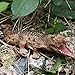 Imagen de Generisch Alligator Animal Toy