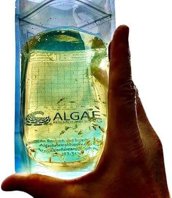 Brainy BRINYS in A Beaker Bag Algae and BRINE Shrimp Growing KIT. K-12, HS, AP-BIO, AP-ES Plus Two Ready-to-Go Algae Beads
