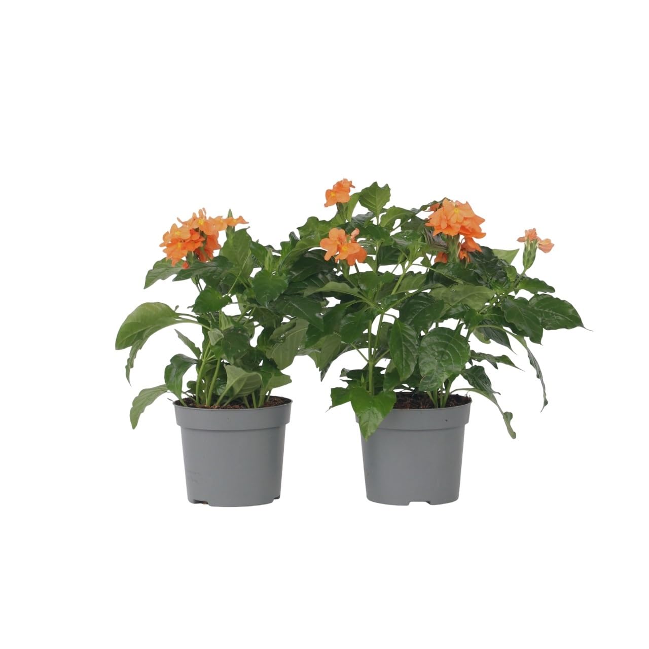 affenbrotbaum zimmerpflanze kaufen Kunstpflanzen | Knstlicher Geldbaum - Richie, 60 cm | Wie echt