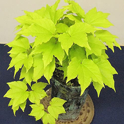 ナツヅタ フェンウェイパーク 3.5号ポット苗