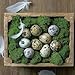 Farm Fresh Quail Eggs *Laid in the USA* Hormone Free; Non-GMO - (12 Count) *Eating Eggs*. Carefully Sourced and Selected for Quality, Ideal for Cooking picked daily on family operated farms