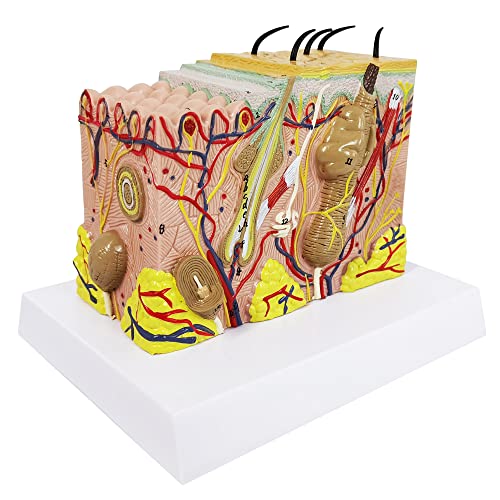 Image of Skin Anatomical Model, 35X Enlarged Skin Layer Structure Model with Hair