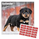 cucciolo rottweiler 2 mesi Grande formato con griglie multilingue: chiuso misura 30 x 30 cm e aperto si espande a 30 x 60 cm, offrendo ampio spazio per riflettere e organizzarsi. Le sue griglie multilingue, disponibili in inglese, francese, tedesco, italiano e spagnolo, permettono una pianificazione semplice di date importanti, appuntamenti e momenti indimenticabili.