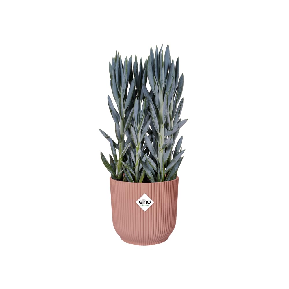 elho Vibes Fold Rund Rollen 35cm Blumentopf - Zartrosa | ∅ 34.9 x H 32.4 cm | für den Innenbereich | 100% recyceltes Plastik