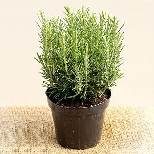 See full amazon price history chart for Greenursery Rosemary Plant Rosmarinus Officinalis Gulmehandi Indoor Rujamari Medicinal Herb Live Plant for your Home and Garden with Plastic Pot (Pink) Greenursery Rosemary Plant Rosmarinus Officinalis Gulmehandi Indoor Rujamari Medicinal Herb Live Plant for your Home and Garden with Plastic Pot (Pink) (B0D3BBMNFL) Amazon Price History, Amazon Price Tracker