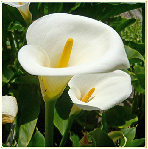 Calla Lily Bulb-, Feuille verte, Espèces rares, Décorations, Jardin secret, Cadeaux de vacances, Vivace, Plantes, Parfumé, Air purifiant-15 Bulbi