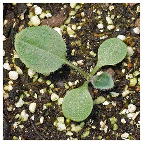 Everwilde Farms - 2000 Brown-Eyed Susan Native Wildflower Seeds - Gold Vault Jumbo Seed Packet #TOP4