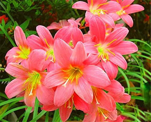 Lampade a giglio della pioggia/decorazione del parco dell'autunno che purificano l'aria incredibile-25 lampadine:Seeds