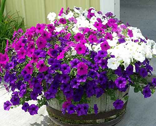 30000+ Petunia Flower Seeds Mix Colors #TOP1