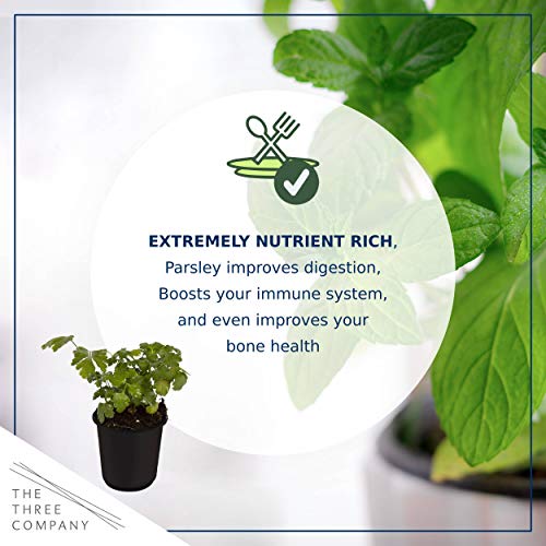 Live Aromatic and Edible Herb - Parsley (4 Per Pack), Boosts Immune System, 8\" Tall by 4\" Wide