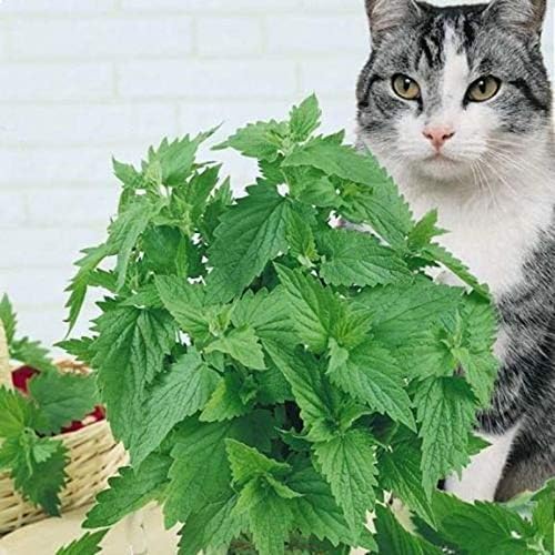 Miniatura 7 de FUN AND GROW SEEDS Semillas de hierba gatera para gatos reliquia sin OMG