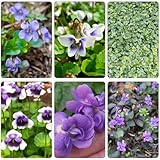 Estas flores son excelentes regalos.Se puede regalar a familiares y amigos, para cumpleaños o cualquier otra ocasión.