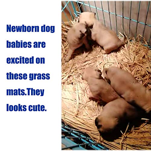 Tapete de grama de tecido para animais pequenos, coelhinho, ninho, brinquedo de mastigar para porqui