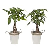 Zimmerpflanzen von Botanicly – 2 × Glückskastanie in Zink Übertopf als Set – Höhe: 38 cm – Pachira aquatica