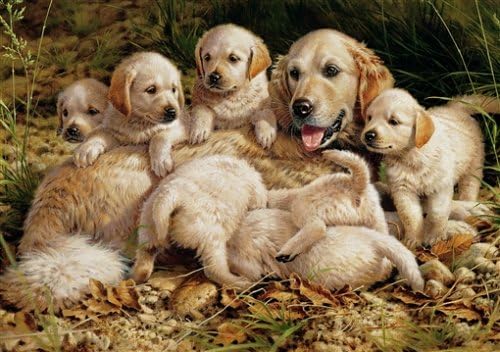 Golden retriever puzzle 1000 Clearance